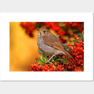 Stunning Hermit Thrush Songbird Amid the Colors of Autumn Posters and Art